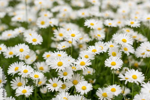 Romantic daisy flowers with soft dreamy background