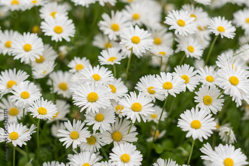 Tender blooming daisies with shallow depth of field