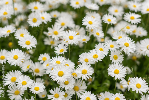Soft focus white daisies creating airy floral background