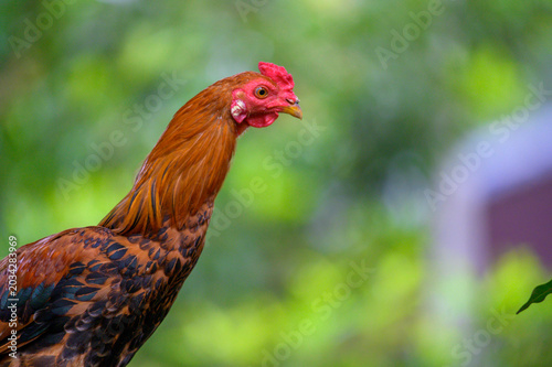 Rooster