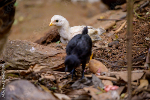 baby chicks