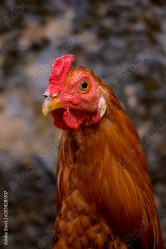 Rooster