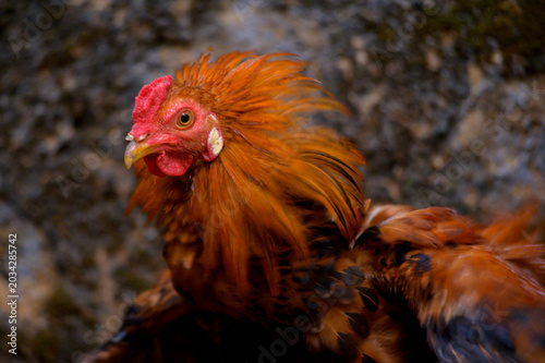 Rooster