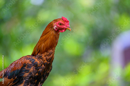 Rooster
