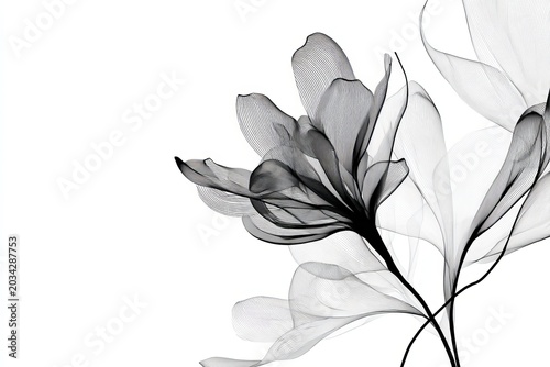 Abstract black and white floral design with transparent petals