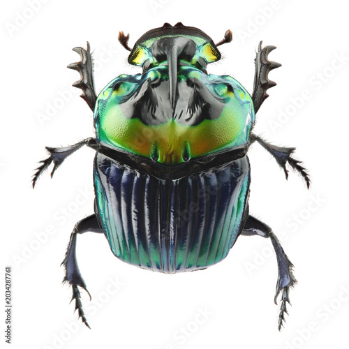 Dung beetle (Sulcophanaeus imperator) isolated on white background