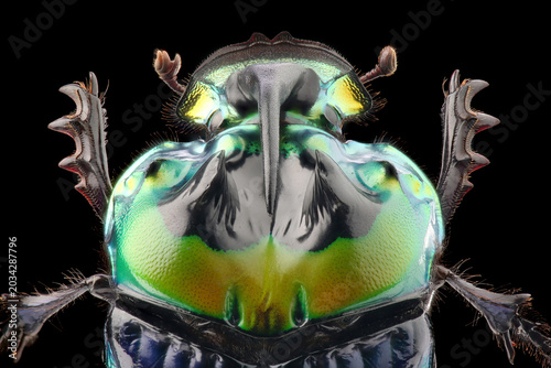 Portrait of Dung beetle (Sulcophanaeus imperator) on black background