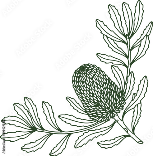 Obraz na płótnie Banksia Flower Botanical Line Art Illustration Corner Element