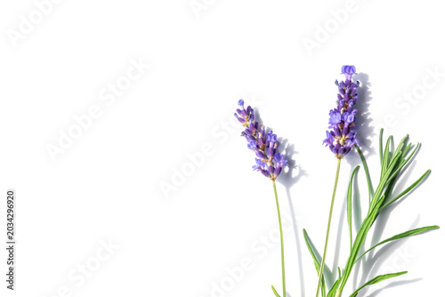 Fresh lavender sprigs with purple flowers and green stems on a white backgrou...