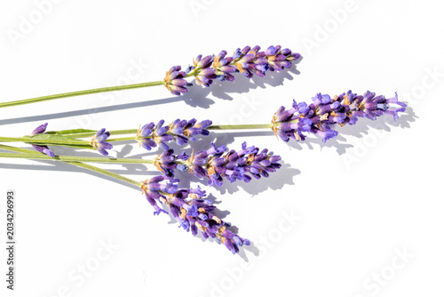 A close-up of a lavender flower with shadow on a white background. A beautifu...