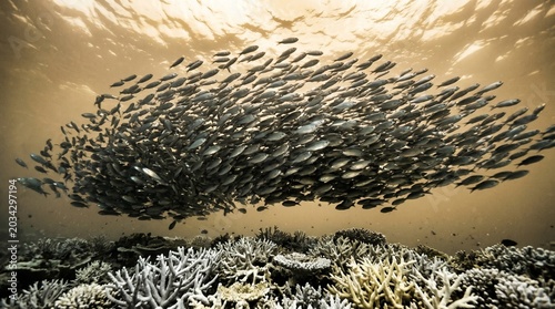 Super El Niño Large school of small fish swimming in unison over vibrant coral reef underwater