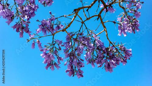 Fotografía Jacaranda mimosifolia, comúnmente llamado jacarandá azul o tarco, árbol subtropical de la familia Bignoniaceae oriundo de Sudamérica cultivado por sus vistosas y duraderas flores violetas