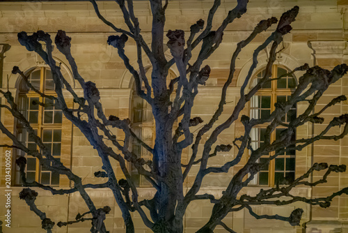 Fotografía Bare tree branches silhouetted against old building windows
