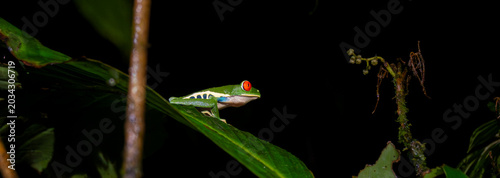 Red-eyed Tree Frog on a Leaf in Costa Rica Rain Forest Panorama