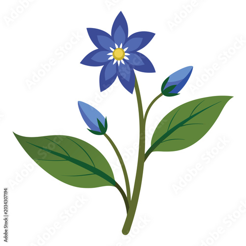 Cuadro en lienzo borage flower on white