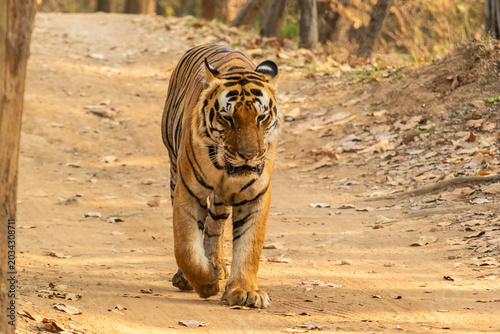  Male Bengal or Indian Tiger Walking Along a Forest Track in Pench National Park in India, 