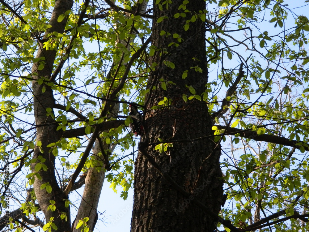 Fototapeta premium Great spotted woodpecker sitting on tree trunk in spring. Small fresh green leaves surround the bird in soft natural woodland light.