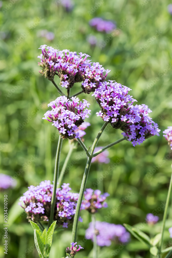 Obraz premium Beautiful Brazilian Verbena (Verbena brasiliensis) flowers.