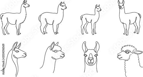 Tableau sur toile Continuous One Line Llama and Alpaca Vector Art Set Featuring Minimalist Camelid