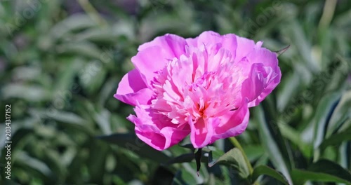 Close-up of a vibrant pink peony flower with a flower bud in a spring park