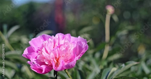 Honey bee on a blooming pink peony flower in a sunny summer garden with copy space