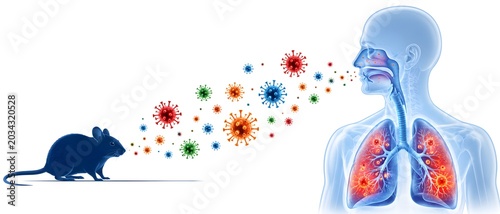Virus transmission, mouse and human respiratory system for healthcare, medical education and disease prevention. Rodent, infection and lungs with bacteria, hantavirus risk and biology research study