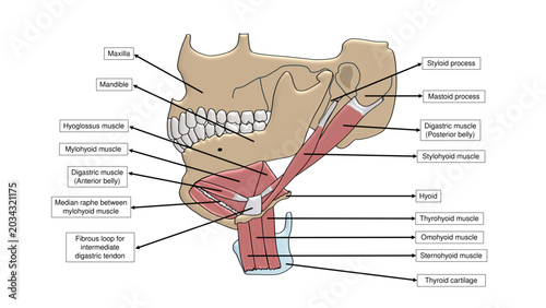 Photos Human Neck Musculature Labeled Anatomy Diagram