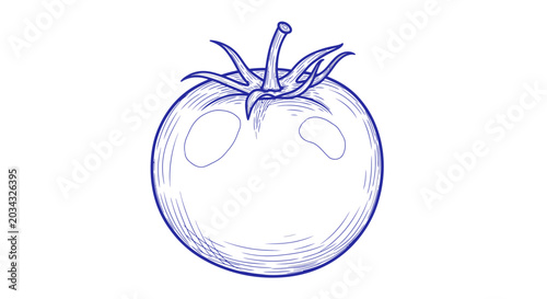Tomato sketch illustration