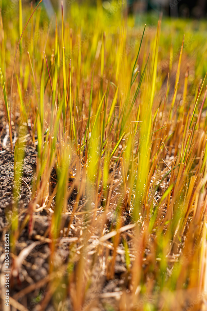 Obraz premium Japanese Blood Grass Imperata Cylindrica Sprouting from Soil on Sunny April Morning Close-up of Emerging Green and Red Blades in Spring Garden Nature Background