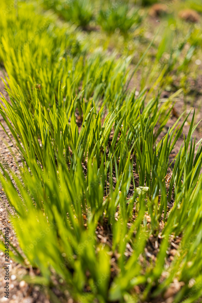 Fototapeta premium Vibrant Green Grass and Young Perennials Sprouting from Fertile Garden Soil on a Sunny April Morning Close-up of Fresh Spring Growth and Nature Awakening