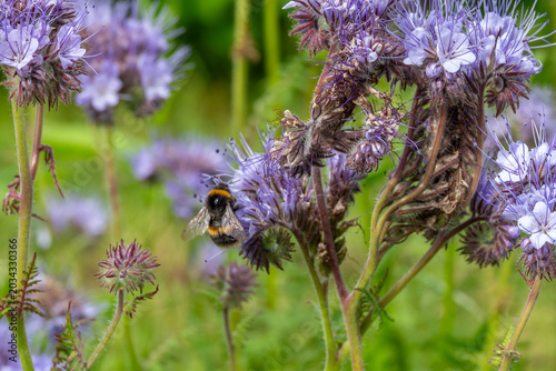 buff tailed bumblebee collecting pollen from purple flowers of lacy phacelia