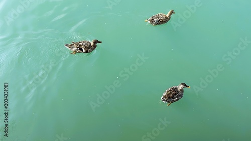 Four ducks gliding on turquoise water, aerial view showing calm ripples and sunlit reflections, minimal composition with soft