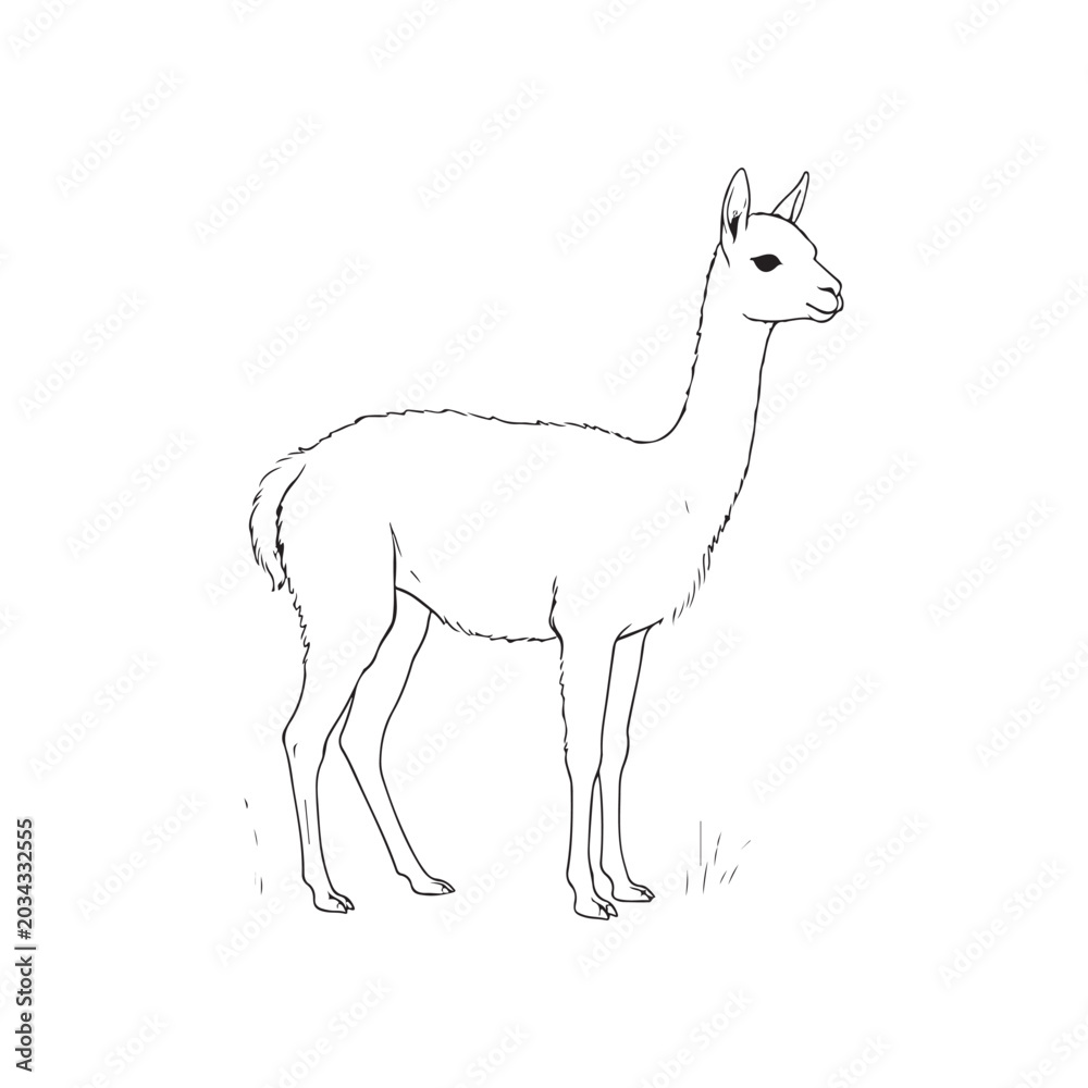 Fototapeta premium Line of a guanaco standing on grass llama camelid animal wildlife