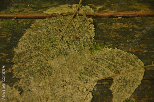 Fallen leaves covered in moss and dirt create an intricate pattern on a weathered wooden surface