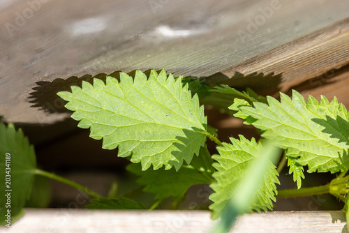 stinging nettle Growing beside a fence