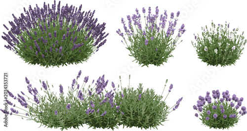 Fotografi Lavender flower bushes and shrubs collection aromatic herbal plant vector elemen