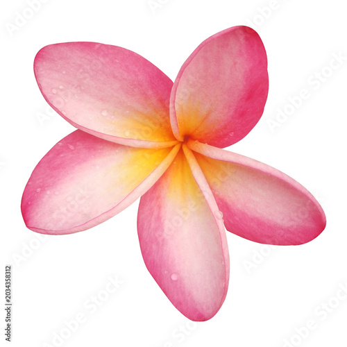 Frangipani plumeria flower stock photo