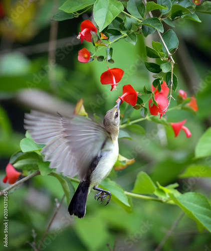 A female purple sunbird hovers to take nectar from a flower.