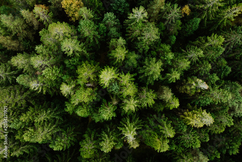 Aerial View of Dense Green Pine Forest Sweden