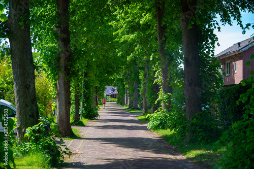 Green street in Dutch village