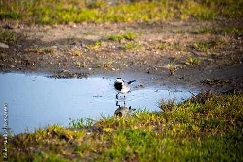 Canvas Print White wagtail and its reflection in the water