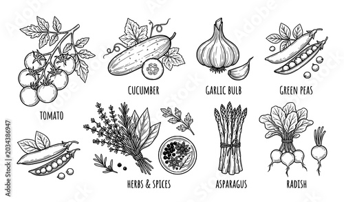 Foto Hand Drawn Seasonal Vegetable Line Art Vector Set Black and White Collection