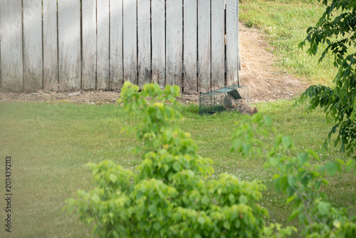 Φωτογραφία One groundhog caught in a cage with one on the outside trying to free the trappe