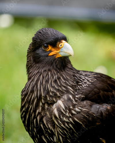 Caracara - Dark feathers with fine streaks catch the light