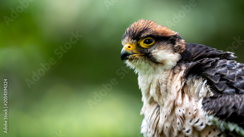 Lanner Falcon stares intently into the distance