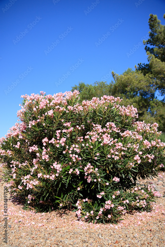 Fototapeta premium Arizona drought tolerant dwarf Oleander or Nerium Petite Oleander with soft pink flowers in Phoenix roadside xeriscaping during late Spring; copy space