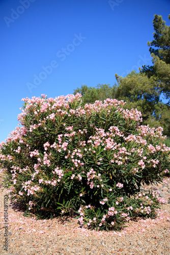 Billede på lærred Arizona drought tolerant dwarf Oleander or Nerium Petite Oleander with soft pink
