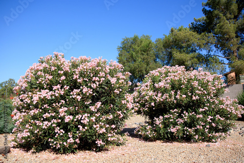Bild auf Leinwand Blooming couple of drought tolerant dwarf Oleander or Nerium Petite Oleander shr