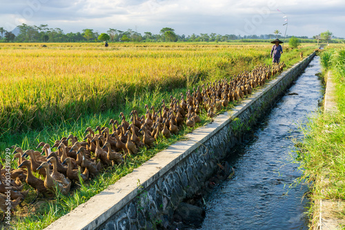 Fotografía Traditional duck herder guiding a flock of laying ducks in a rural rice field