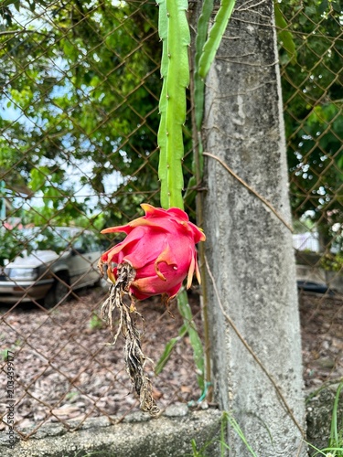Title: Fresh Ripe Dragon Fruit Growing on Cactus Vine